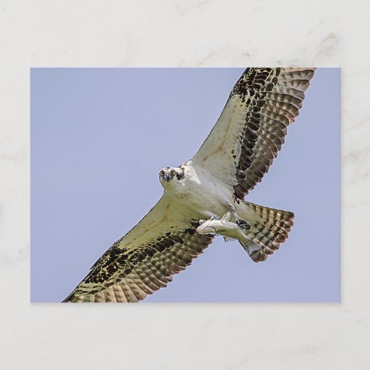 Carte Postale Balbuzard pêcheur avec poisson (Devant)