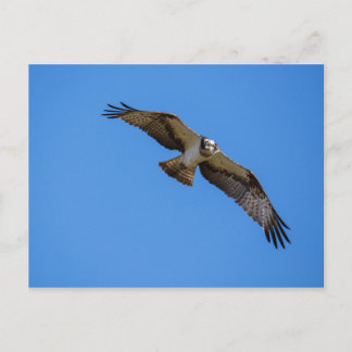 Carte Postale Balbuzard pêcheur avec une cible en vue