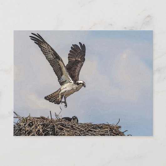 Carte Postale Balbuzard pêcheur dans un nid (Devant)
