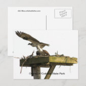 Carte Postale Balbuzard pêcheur du parc d'état de Codorus (Devant / Derrière)