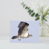 Carte Postale Balbuzard pêcheur en vol (Debout devant)