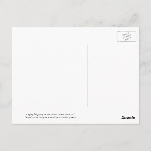 Carte Postale Balbuzard pêcheur sur les rochers (Dos)