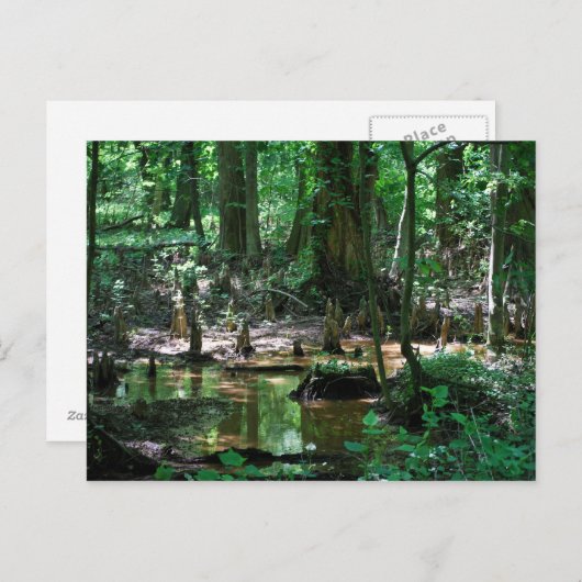 Carte postale Bald Cypress (Devant / Derrière)