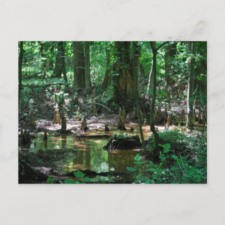 Carte postale Bald Cypress