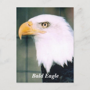 Carte postale Bald Eagle