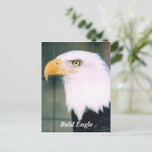 Carte postale Bald Eagle (Debout devant)