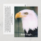 Carte postale Bald Eagle (Devant / Derrière)