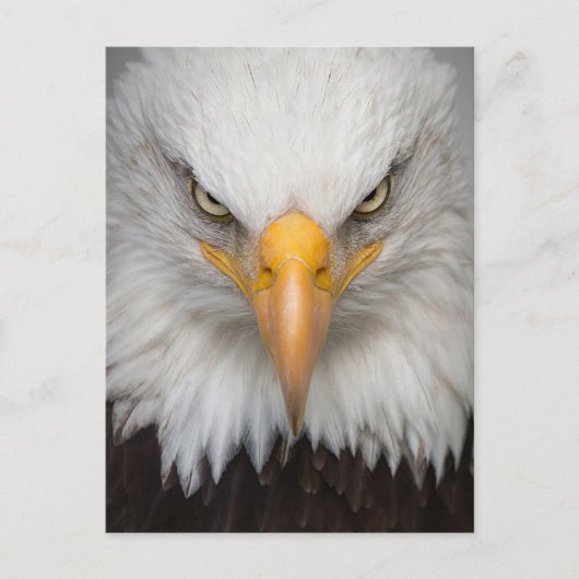 Carte postale Bald Eagle (Devant)
