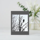 Carte postale Bald Eagle (Debout devant)