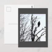 Carte postale Bald Eagle (Devant / Derrière)