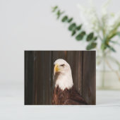 Carte postale Bald Eagle (Debout devant)