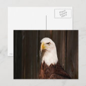 Carte postale Bald Eagle (Devant / Derrière)