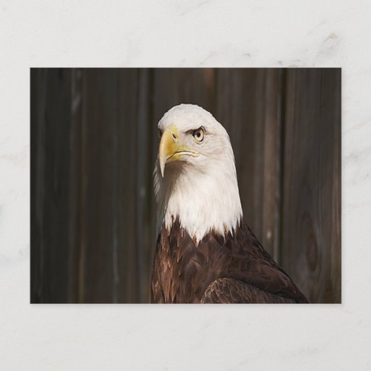 Carte postale Bald Eagle (Devant)