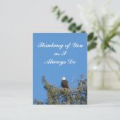 Carte postale Bald Eagle (Debout devant)