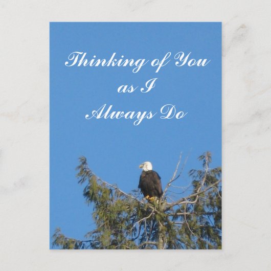 Carte postale Bald Eagle (Devant)