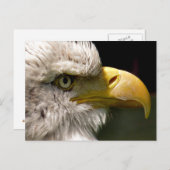 CARTE POSTALE BALD EAGLE (Devant / Derrière)