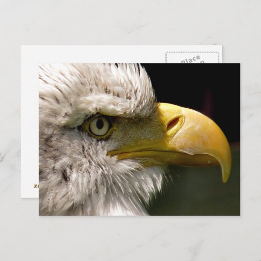 CARTE POSTALE BALD EAGLE (Devant / Derrière)