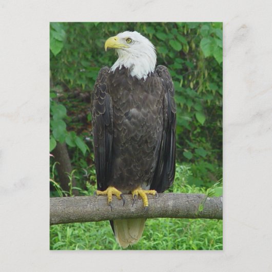 Carte postale Bald Eagle (Devant)
