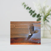 CARTE POSTALE BALD EAGLE (Debout devant)