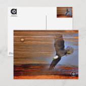 CARTE POSTALE BALD EAGLE (Devant / Derrière)