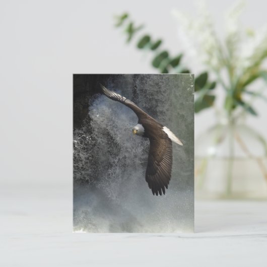 Carte postale Bald Eagle (Debout devant)