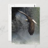 Carte postale Bald Eagle (Devant / Derrière)