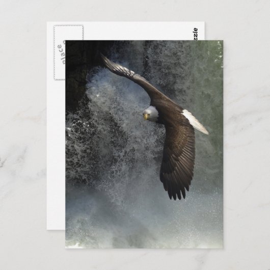 Carte postale Bald Eagle (Devant / Derrière)