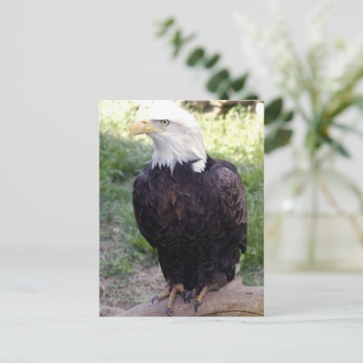 Carte postale Bald Eagle 4x6 (Debout devant)