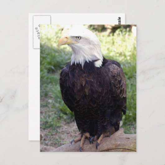 Carte postale Bald Eagle 4x6 (Devant / Derrière)
