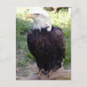 Carte postale Bald Eagle 4x6 (Devant)