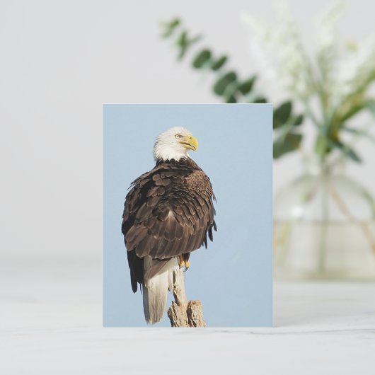 Carte postale Bald Eagle assise (Debout devant)
