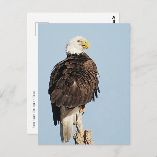 Carte postale Bald Eagle assise (Devant / Derrière)