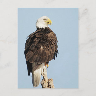 Carte postale Bald Eagle assise