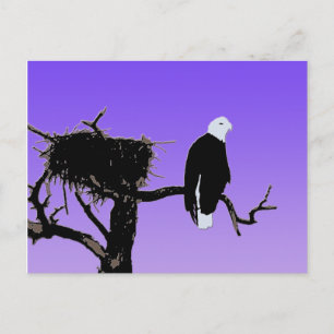 Carte Postale Bald Eagle at Sunset - Art original de la faune