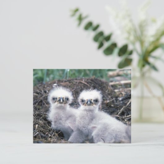 Carte Postale Bald Eagle Chicks (Debout devant)