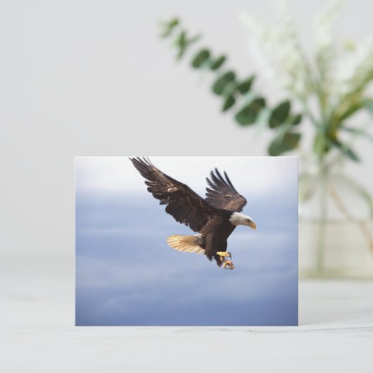 Carte Postale Bald Eagle Dive (Debout devant)