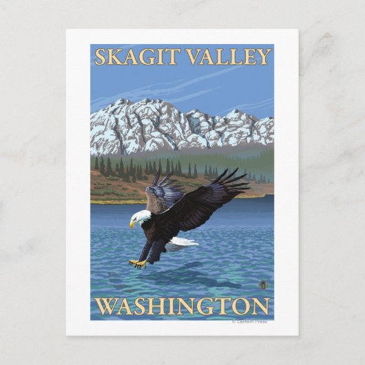Carte Postale Bald Eagle Diving - Skagit Valley, Washington (Devant)