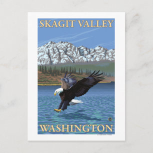 Carte Postale Bald Eagle Diving - Skagit Valley, Washington