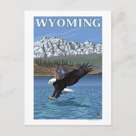 Carte Postale Bald Eagle Diving - Wyoming (Devant)