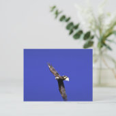 Carte Postale Bald Eagle effectuant l'aile en plein vol (Debout devant)