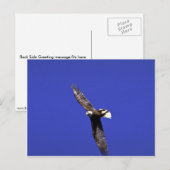 Carte Postale Bald Eagle effectuant l'aile en plein vol (Devant / Derrière)