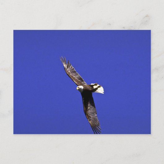Carte Postale Bald Eagle effectuant l'aile en plein vol (Devant)
