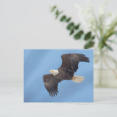Carte Postale Bald Eagle en vol (Debout devant)