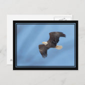 Carte Postale Bald Eagle en vol (Devant / Derrière)