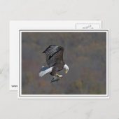 Carte Postale Bald Eagle en vol (Devant / Derrière)