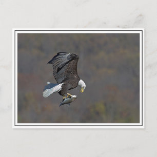 Carte Postale Bald Eagle en vol
