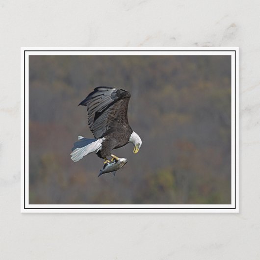 Carte Postale Bald Eagle en vol (Devant)