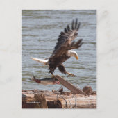 Carte Postale Bald Eagle essaie de s'envoler avec Saumon (Devant)