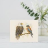 Carte Postale Bald Eagle et American Kestrel Raptor (Debout devant)
