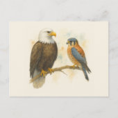 Carte Postale Bald Eagle et American Kestrel Raptor (Devant)